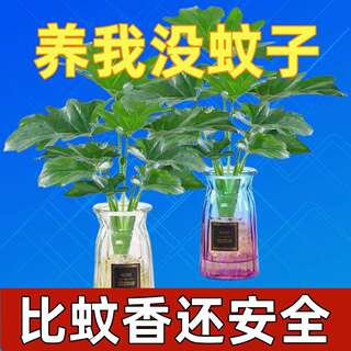 春羽水培植物水养花卉盆栽客厅卧室内绿植小天使驱蚊四季常青好养