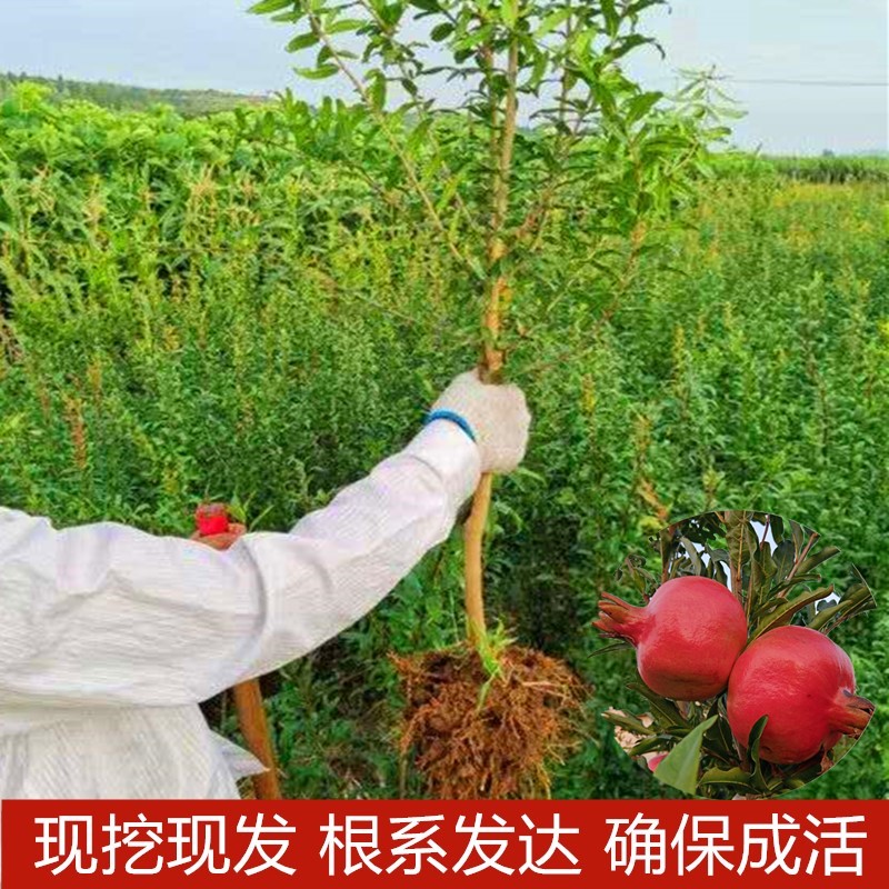 石榴树树苗特大突尼斯软籽石榴苗南方北方种植盆栽地栽庭院果树.