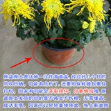 Хризантемевая горшка с горшками с бухами и холодными, устойчивыми к сентябрьским хризантемм цветут цветущие цветы цветы
