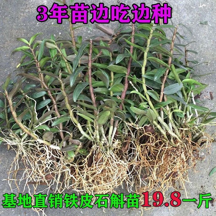 铁皮石斛苗浙江雁荡山红杆软脚种苗石斛盆栽培育苗丛苗-封面