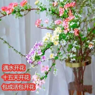 【年宵雪柳】水培干枝喷花茉莉遇