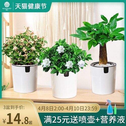 发财树室内盆栽植物好养茉莉花卉绿萝栀子花绿箩文竹驱广东广州 小麦优选