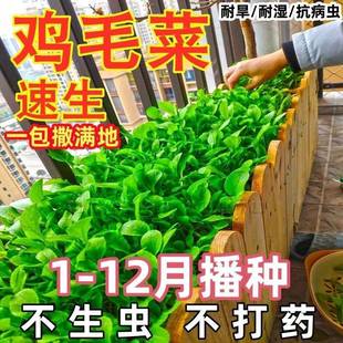 播种抗热耐寒蔬菜种子小白菜籽有机小青菜籽 全新鸡毛菜种子 四季