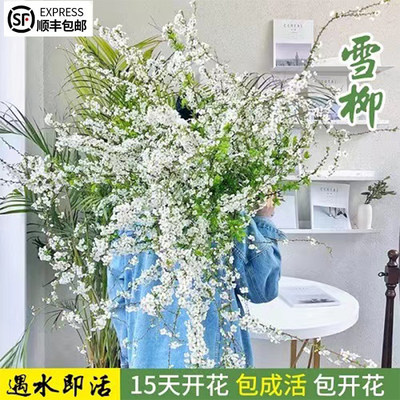 雪柳鲜枝干水培植物珍珠李樱花室