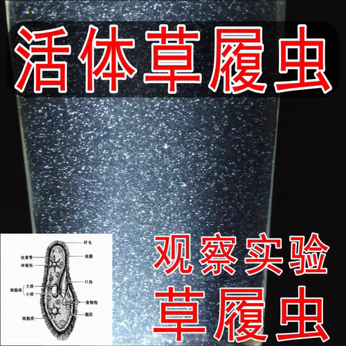 高密度大草履虫洄水斗鱼繁殖学校实验活体草履虫 卵生鱼苗开口料