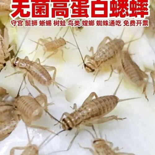 杜比亚蟑螂油葫芦针头蟋蟀白蛐蛐爬宠虫鬃狮蜥蜴饲料豹纹守宫活体