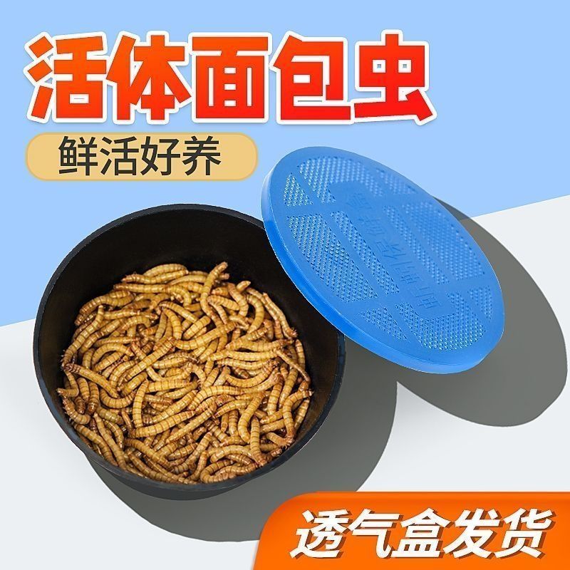 面包虫活体黄粉虫活虫乌龟仓鼠粮食蜘蛛蝎子蛙八哥鸟食物活物饲料