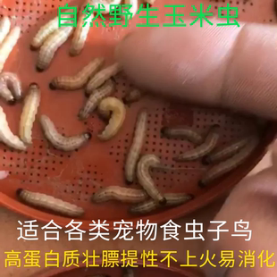 玉米虫纯野生玉米虫非葡萄蜜活体宠物鸟食守宫蜥蜴壮膘百喂鸟