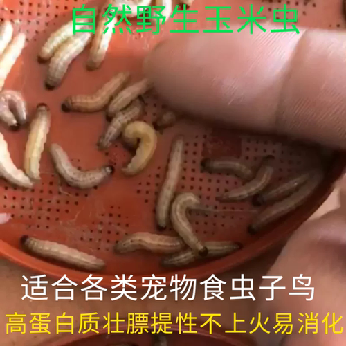 玉米虫野生鸟虫子小虫葡萄蜜虫活虫大蜡螟幼虫百喂八鸟饵麦子麻根