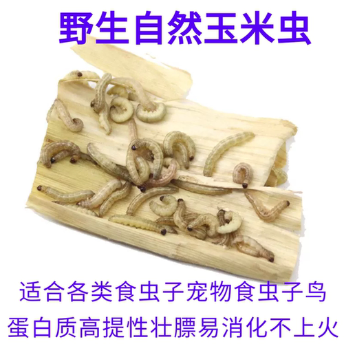 玉米虫野生鸟虫子小虫葡萄蜜虫活虫大蜡螟幼虫百喂八鸟饵麦子麻根
