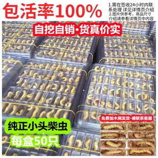 木屑柴虫活虫柴虫子画眉四喜百鸟食饲料壮膘提性天牛幼斗米虫树虫