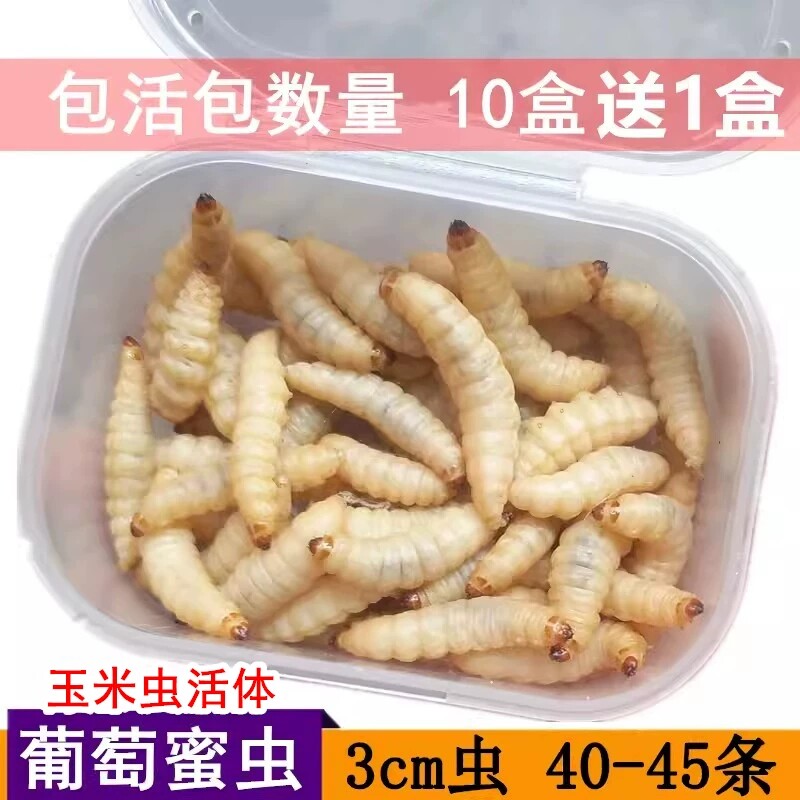 葡萄蜜玉米虫活体密虫大蜡螟幼体钓饵鱼鸟活虫仓鼠蜜袋鼯食物包邮