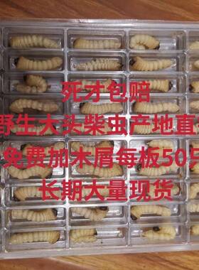 柴虫活虫鸟食斗鸟比赛提性松树虫天牛幼虫斗米虫大头小头柴虫鸟虫
