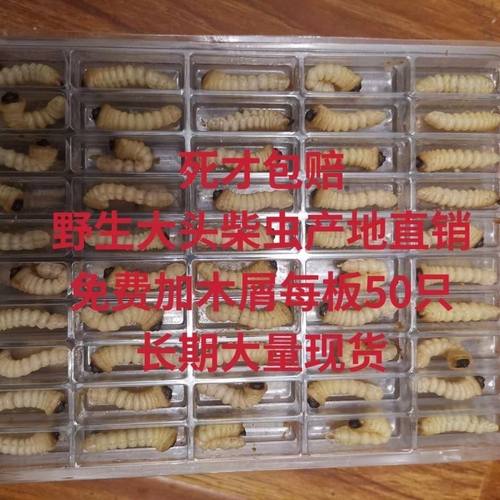 柴虫活虫鸟食斗鸟比赛提性松树虫天牛幼虫斗米虫大头小头柴虫鸟虫