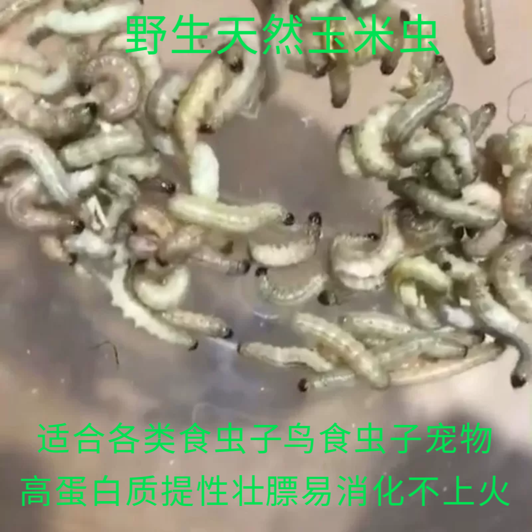 玉米虫野生鸟虫子小虫葡萄蜜虫活虫大蜡螟幼虫百喂八鸟饵麦子麻根