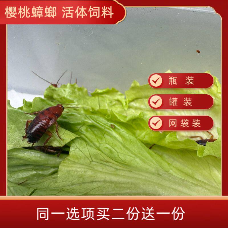 樱桃蟑螂杯瓶装活体罐装樱桃红蟑螂盒装螳螂蚂蚁蜘蛛鸟鱼活体饲料