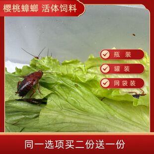 樱桃蟑螂杯瓶装活体罐装樱桃红蟑螂盒装螳螂蚂蚁蜘蛛鸟鱼活体饲料