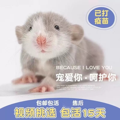 麦克斯花枝鼠活物活体宝宝大体宿舍小宠物用品笼飞象耳家养幼鼠仓