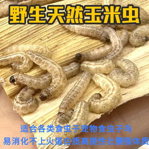 玉米虫野生鸟虫子小虫葡萄蜜虫活虫大蜡螟幼虫百喂八鸟饵麦子麻根