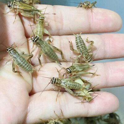 杜比亚蟑螂油葫芦针头蟋蟀白蛐蛐爬宠虫鬃狮蜥蜴饲料豹纹守宫活体