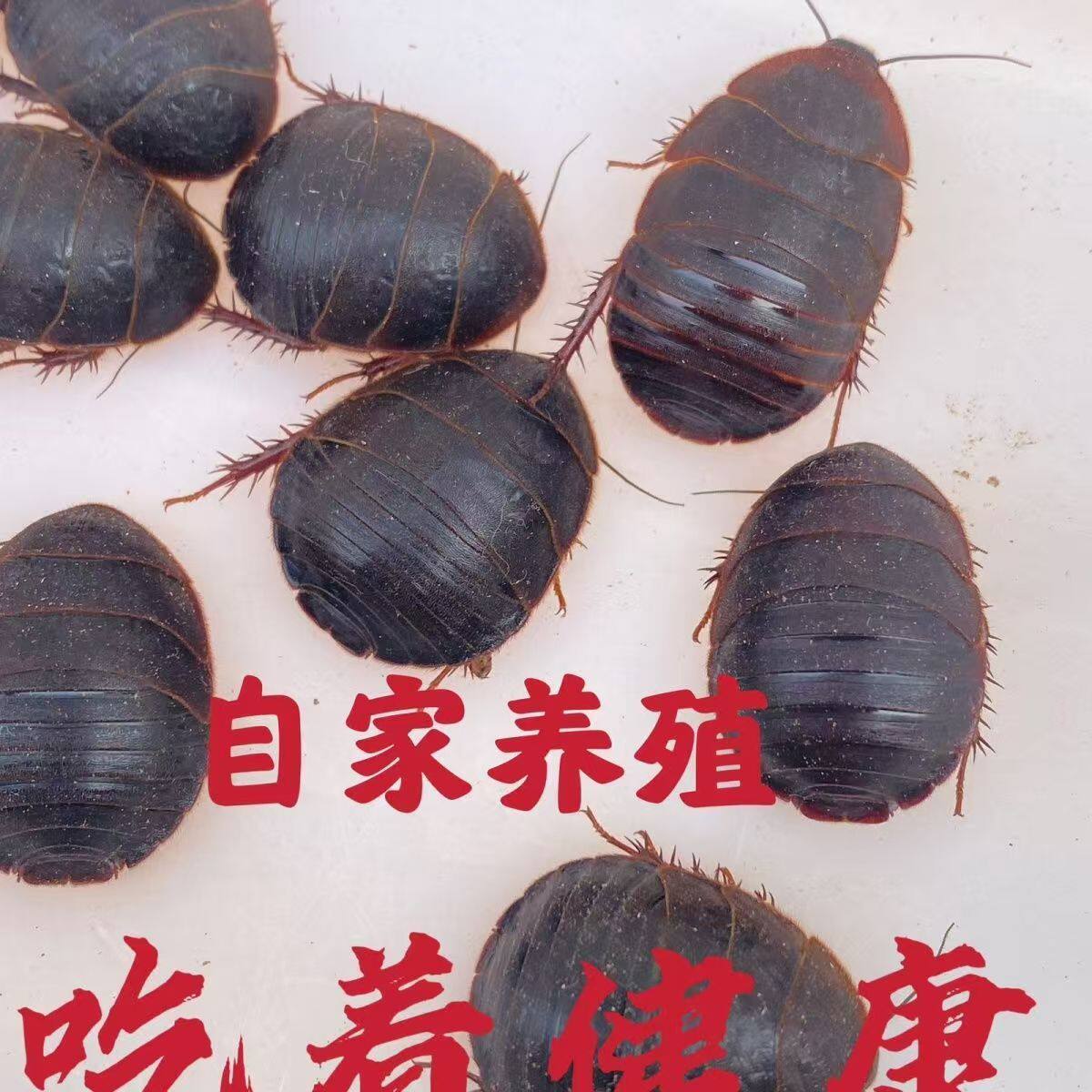 土元虫活体地鳖虫中药材土鳖虫大母虫中华活土元地鳖虫可食用骨折