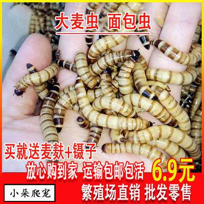 大麦虫活虫鲜活黄粉虫面包虫守宫乌龟鸟类活体饲料鸟粮鸟虫子金龙
