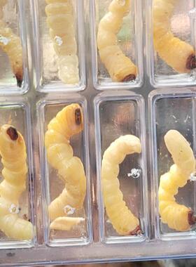 柴虫活虫鸟食斗鸟比赛提性状膘用RKB野松树虫小头天牛幼鸟虫斗米