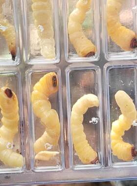 柴虫活虫鸟食斗鸟比赛提性状膘用RKB野松树虫小头天牛幼鸟虫斗米
