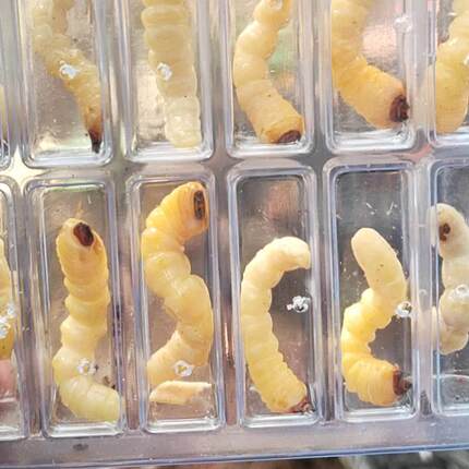 柴虫活虫鸟食斗鸟比赛提性状膘用RKB野松树虫小头天牛幼鸟虫斗米