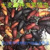 优质蛋白虫大麦虫种虫成虫甲壳虫活虫产卵虫可繁殖高产种虫面包虫