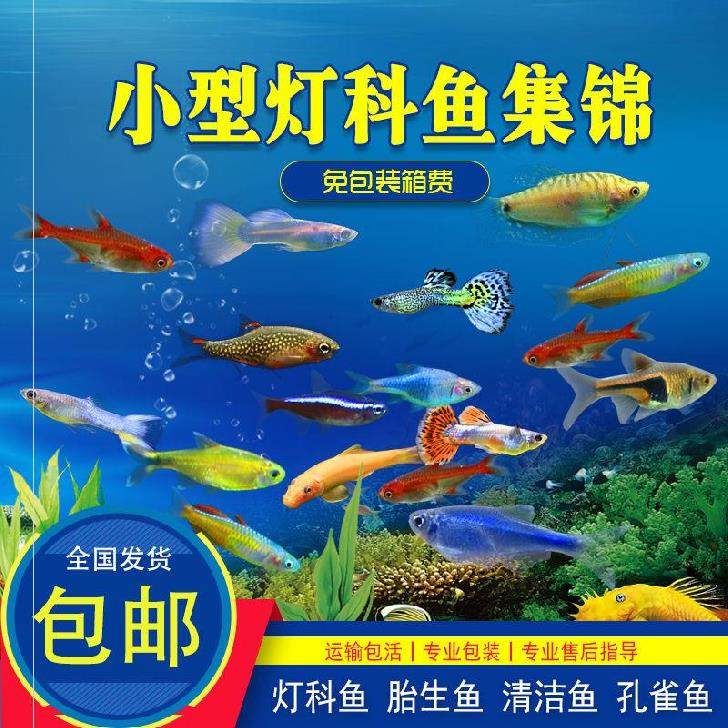 热带水族缸鱼苗观赏鱼耐活去器清水迷你孔雀鱼自养鱼种鱼群水族|ruв категории животное/Животное питание и принадлежностей, аквариум мира, рыба - от Buy2taobao.com для оказания профессиональной услуги покупки агента Taobao