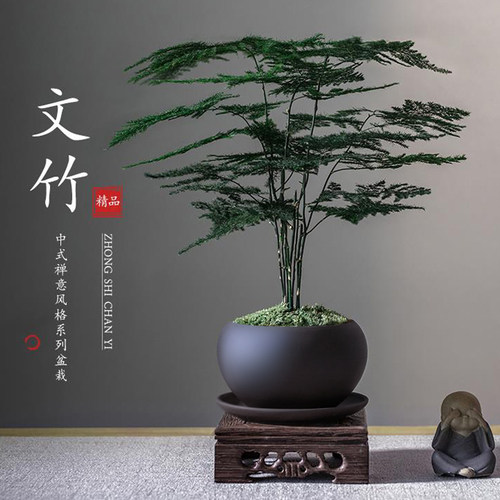 中式禅意文竹盆栽办公室