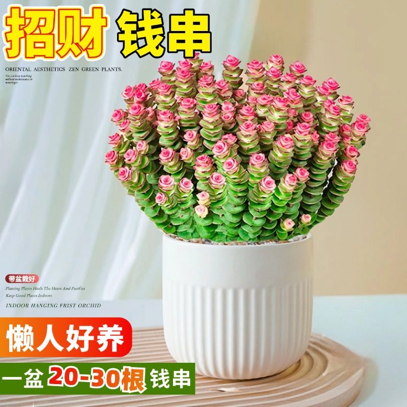 钱串子多肉植物办公室内盆栽药锦花卉绿植旺宅钱多多好养四季鲜花