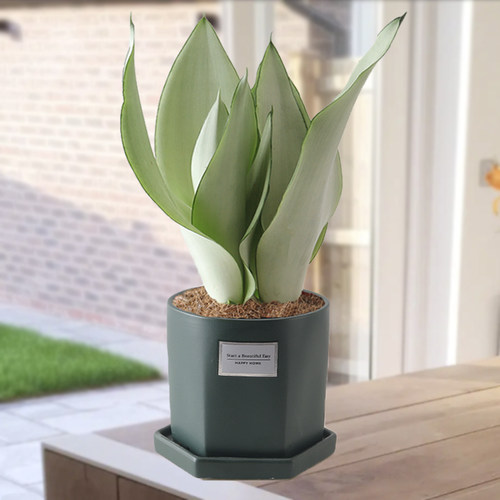 白玉虎皮兰书房植物吸甲醛送肥料