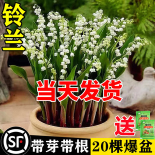 开玲 铃兰花苗带芽带根盆栽植物种球进口耐寒室内外花卉绿植四季