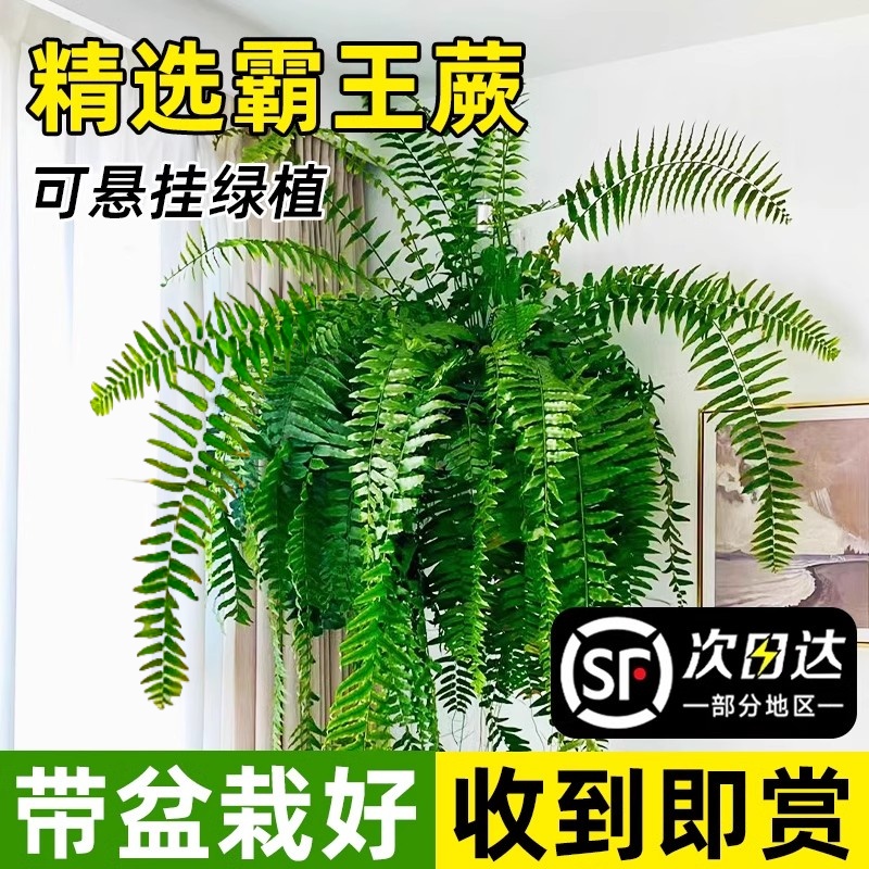 霸王蕨盆栽波斯顿大长藤叶