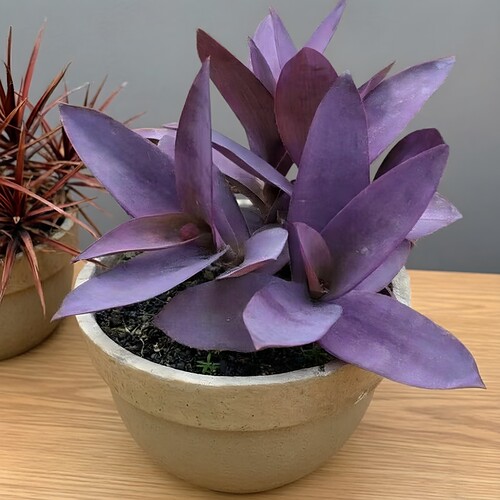 室外内花卉绿植盆栽紫色吊