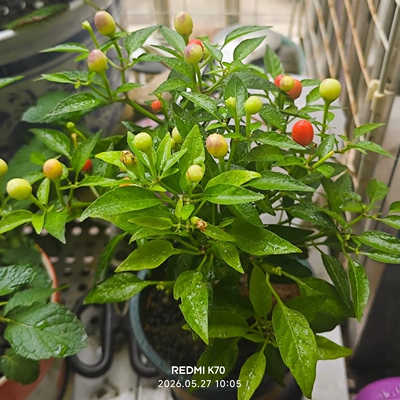 七彩椒辣盆栽树苗带果可食