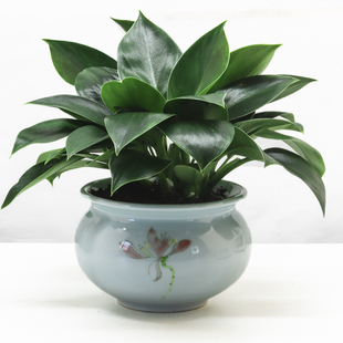 金钻盆栽绿公主绿萝植物室内花水培植物办公室绿植发财树绿植盆栽