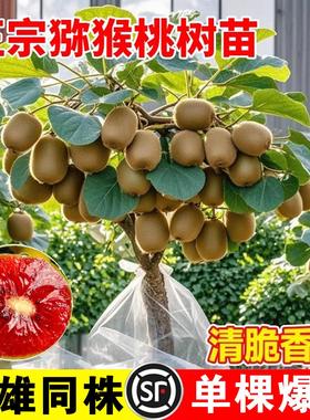 猕猴桃树果苗雌雄同株猕猴桃苗徐香嫁接南北方种植庭院四季可种植