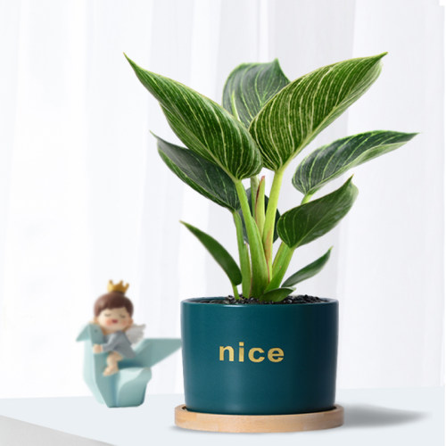 蔓绿绒铂金钻室内植办公耐阴盆