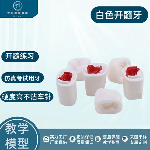 白色髓腔根管开髓练习牙