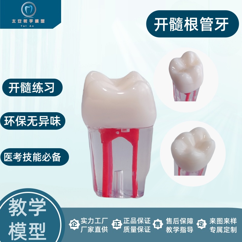 口腔练习髓腔根管开髓牙