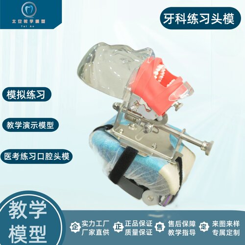 头模口腔口腔头颅模型