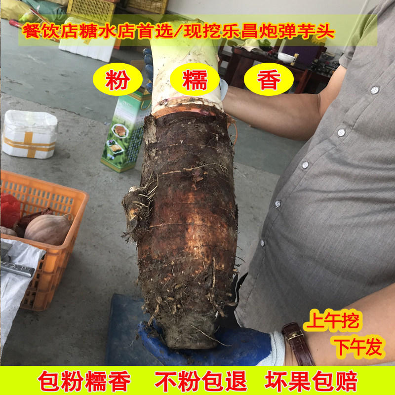 乐昌张溪香芋炮弹芋头大槟榔芋毛芋新鲜蔬菜广东韶关特产粉糯香甜