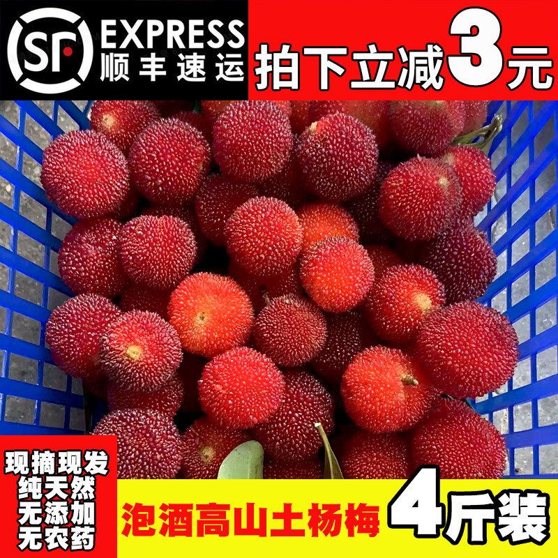 野生杨梅新鲜水果乌梅酸甜可泡酒杨梅广东省内顺丰包邮5斤装东魁