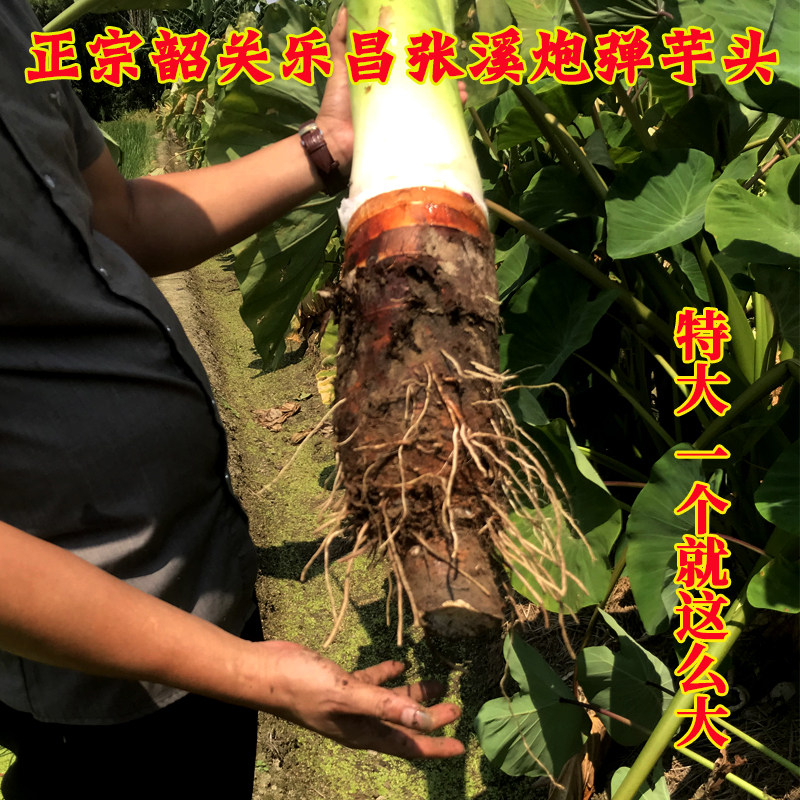 特大正宗乐昌张溪芋头现挖