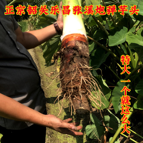 特大正宗乐昌张溪芋头现挖