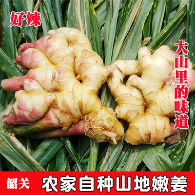 嫩姜小黄姜新鲜蔬菜仔姜农家现挖