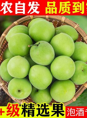 青梅鲜果泡酒腌制专用广东普宁新鲜2026年当季高山青竹梅5斤